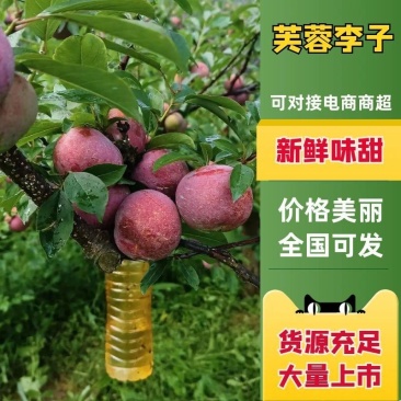 《实力商家》古田芙蓉李，工厂商超市场电商，整车发货