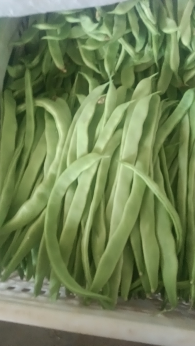 河北张家口坝上蔬菜大量上市中豆角大量上市
