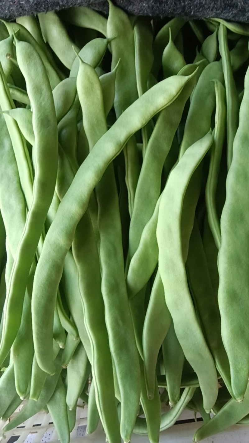 河北张家口坝上蔬菜大量上市中豆角大量上市