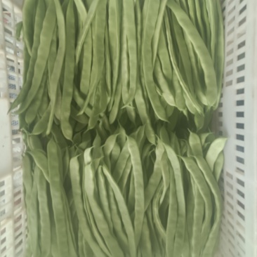 河北张家口坝上蔬菜大量上市中豆角大量上市