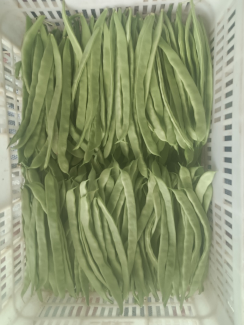 河北张家口坝上蔬菜大量上市中豆角大量上市