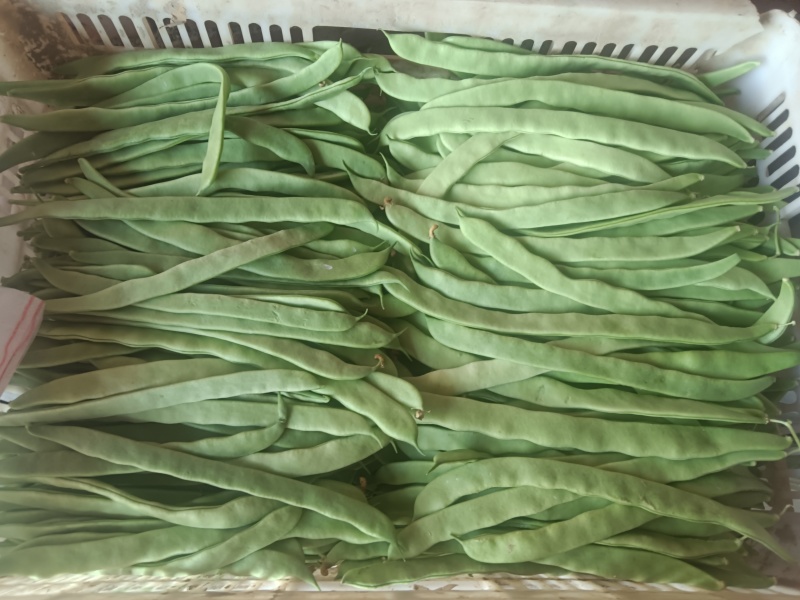 河北张家口坝上蔬菜大量上市中豆角大量上市