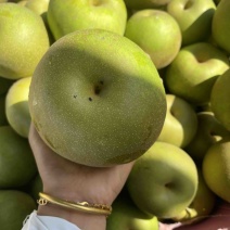 新鲜梨🍐大量上市，大量批发中需要的联系📞