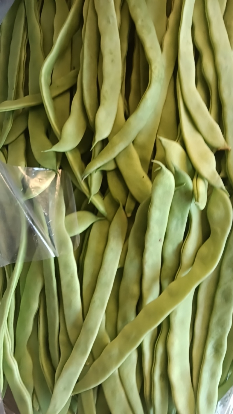 河北张家口坝上蔬菜大量上市中豆角大量上市