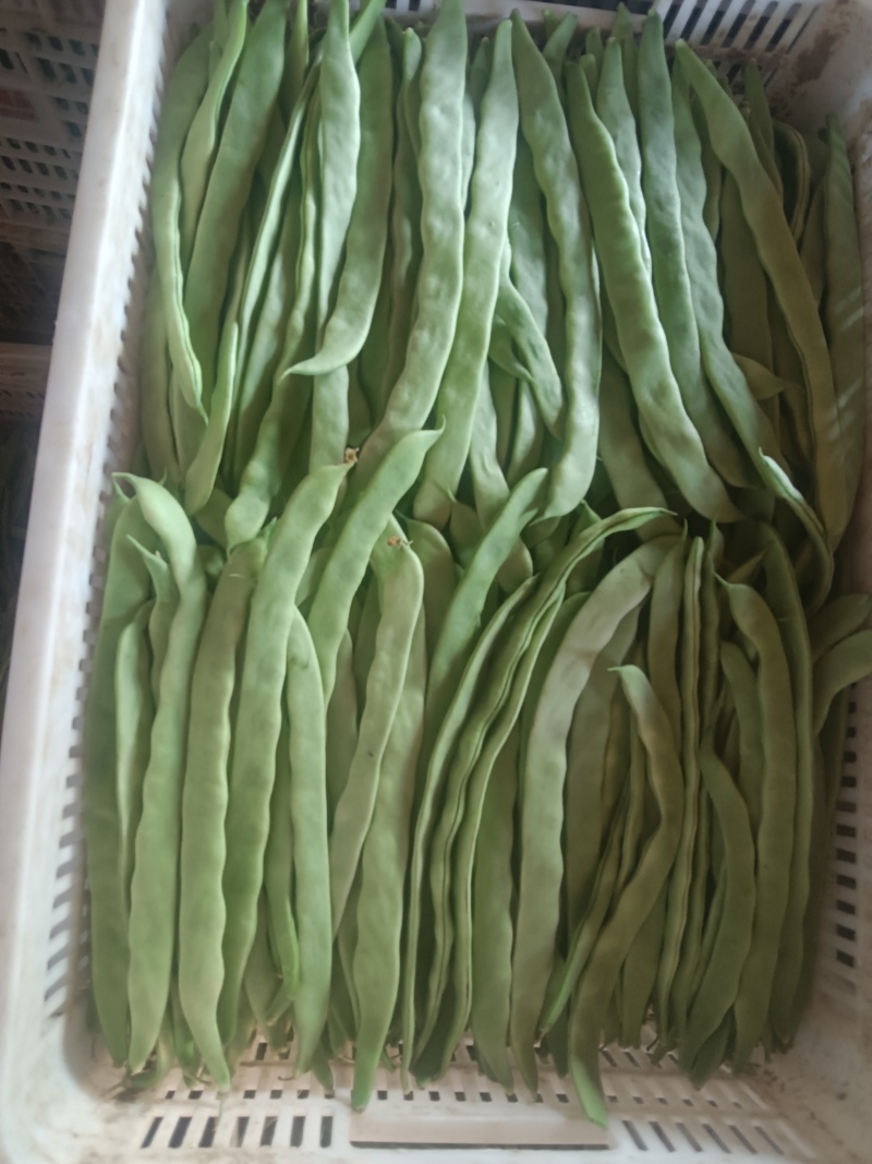 河北张家口坝上蔬菜大量上市中豆角大量上市