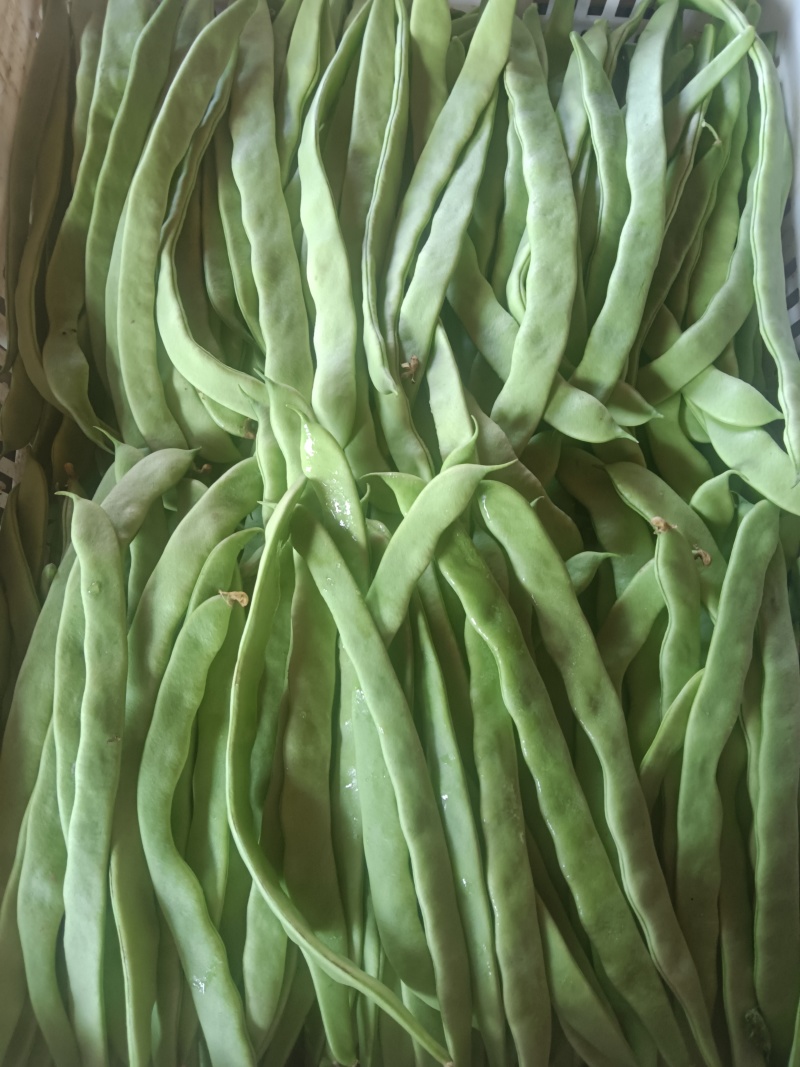 河北张家口坝上蔬菜大量上市中豆角大量上市