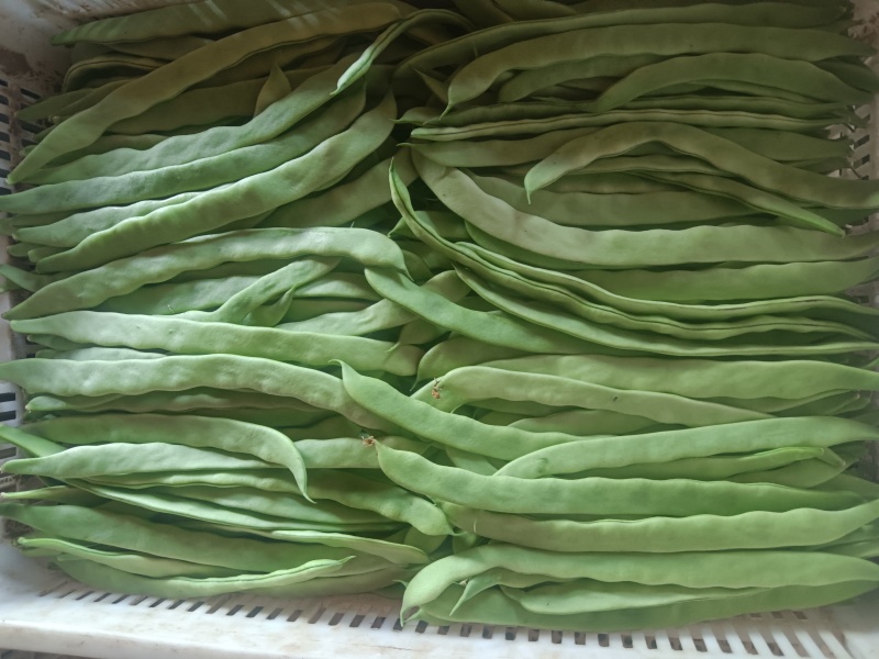 河北张家口坝上蔬菜大量上市中豆角大量上市