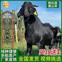 纯种努比亚黑山羊活羊跑山羊苗怀孕大母羊小羊羔养殖黑波尔羊