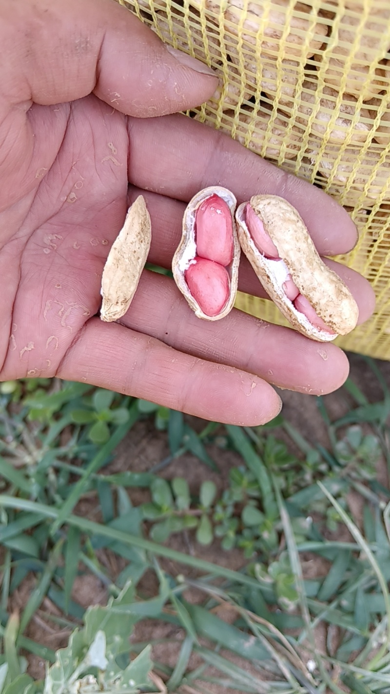 白沙花生新鲜采摘果粒饱满开封沙地大白沙精品鲜花生