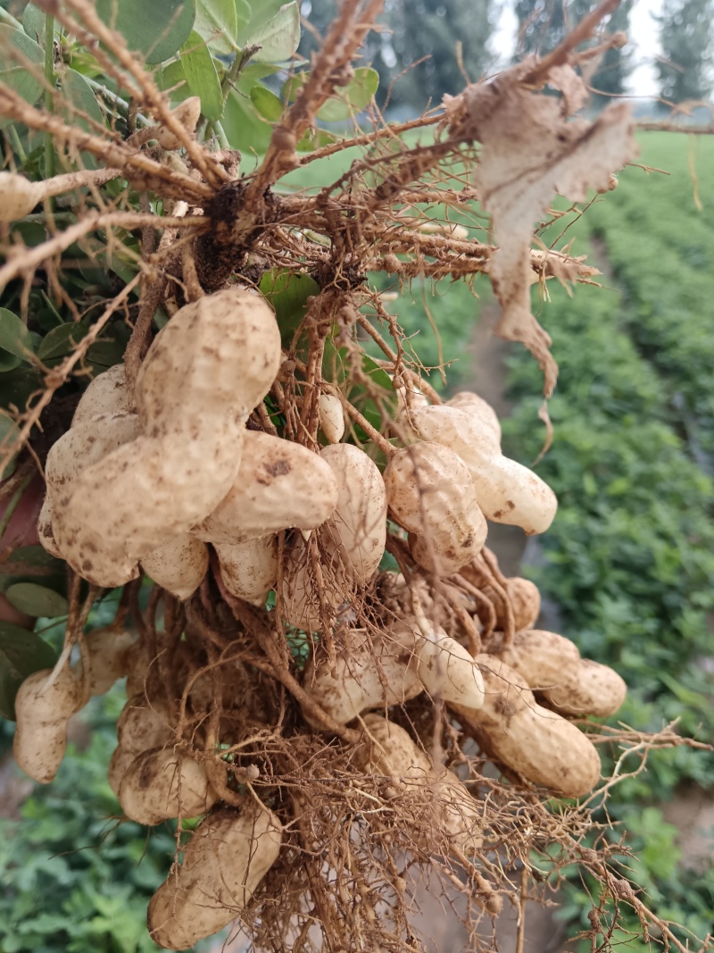 白沙花生新鲜采摘果粒饱满开封沙地大白沙精品鲜花生