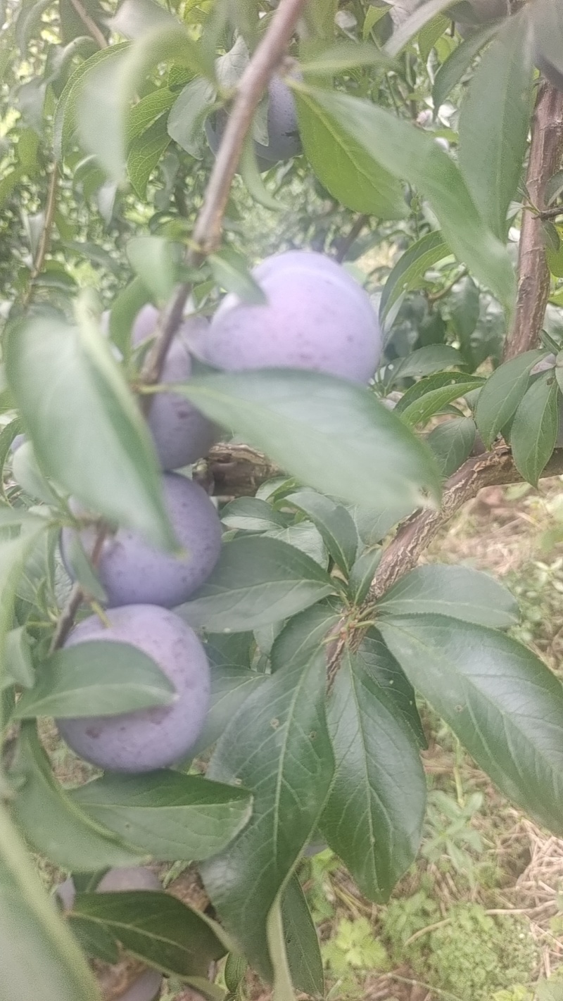 精品小脆红大量上市，一手货源，口感脆甜，欢迎老板下单联系