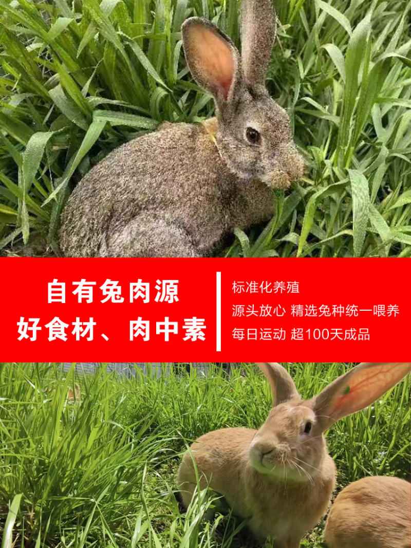 【麻辣兔肉】