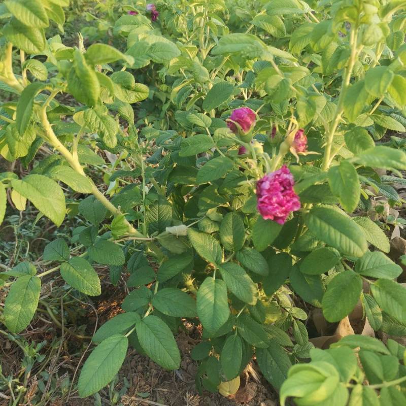 丰花一号玫瑰杯苗
