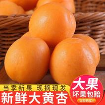 山东新鲜大黄杏大果香甜多汁记得放软吃当季新鲜水果单果