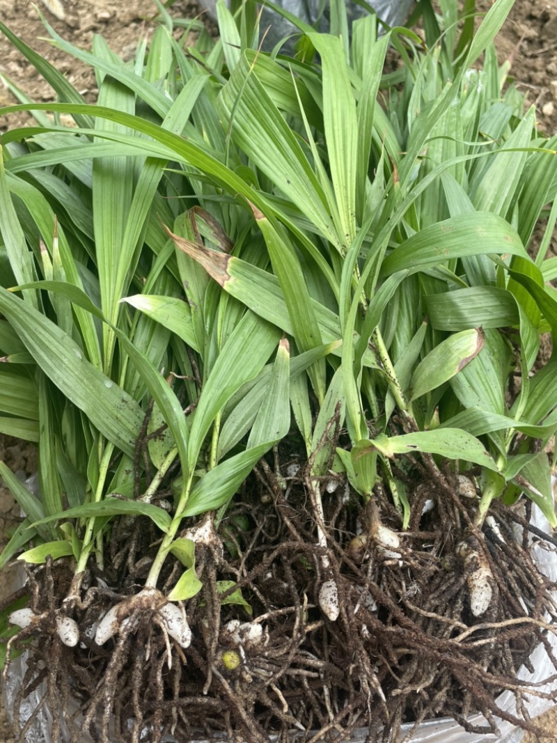 白芨苗