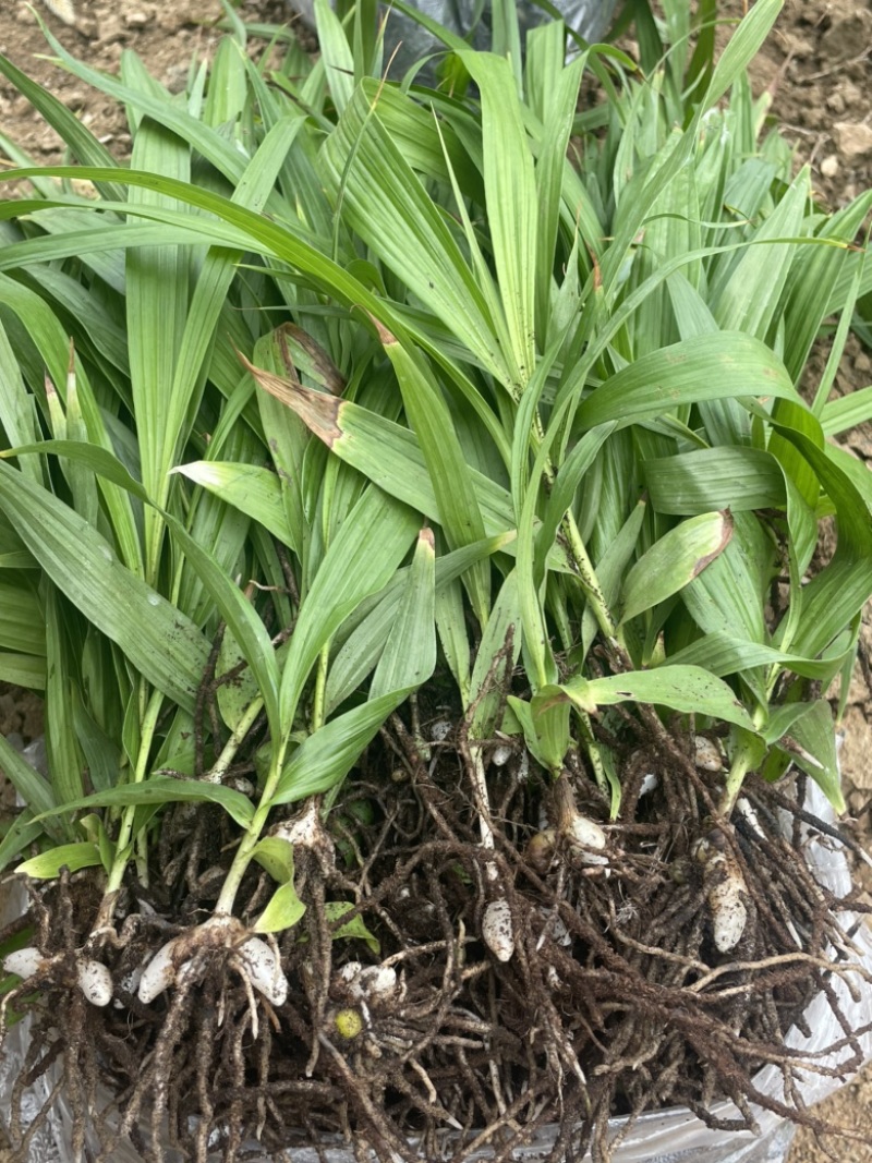 白芨苗