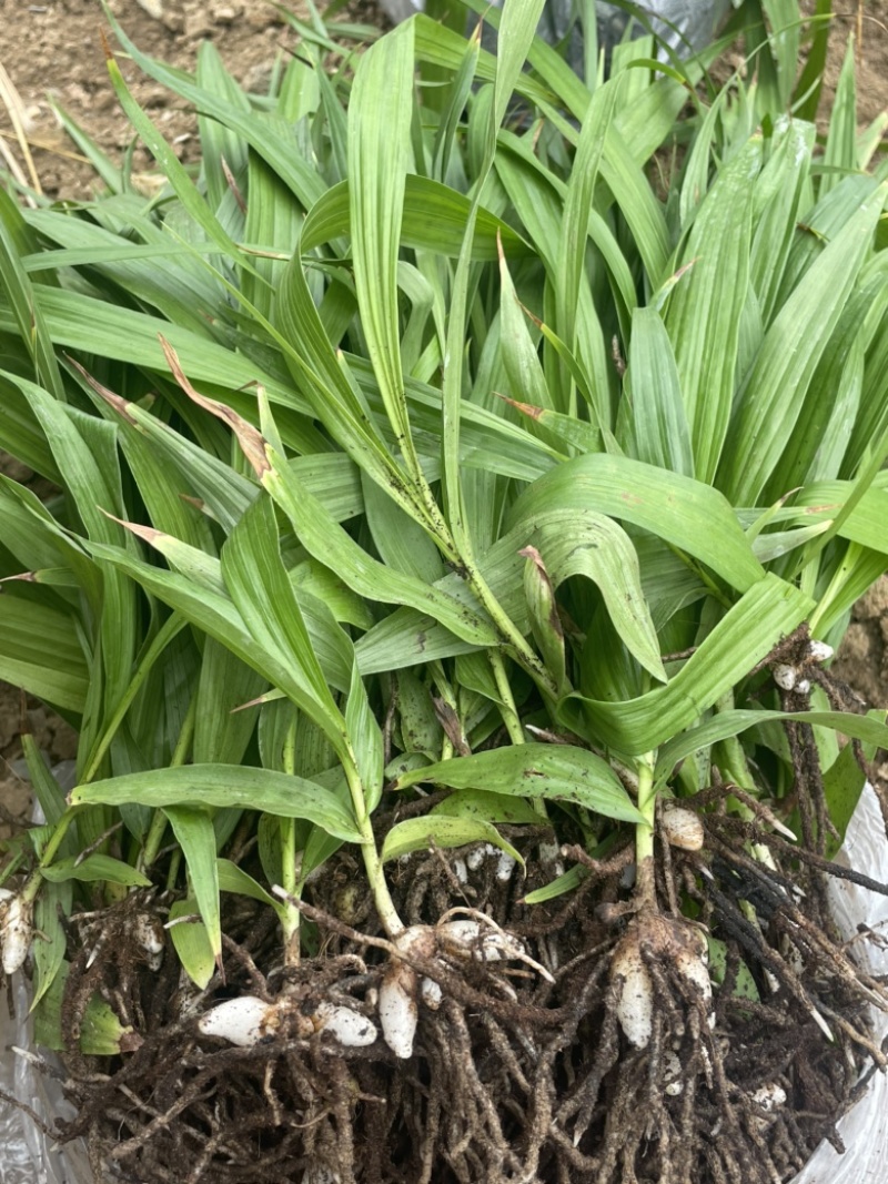 白芨苗