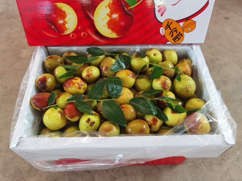 大荔冬枣大量上市对接电商社区团购批发市场出口贸易