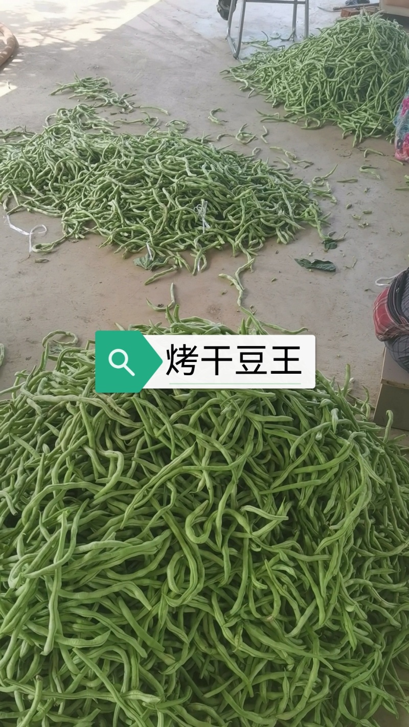 豆王无丝豆
