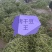 豆王无丝豆