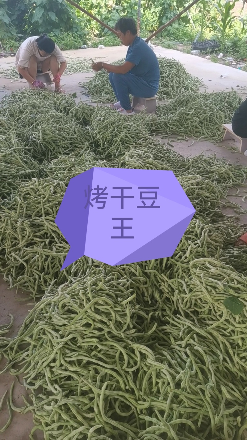 豆王无丝豆