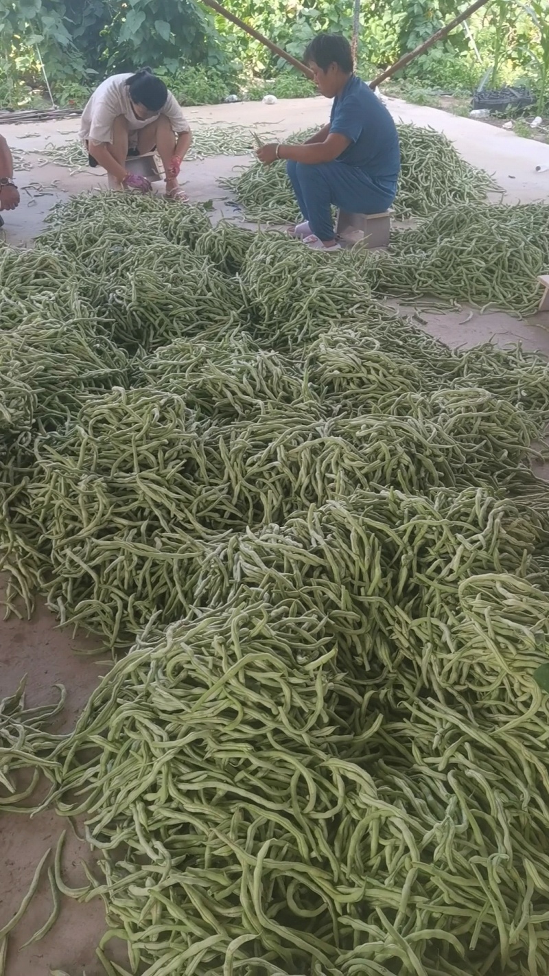 豆王无丝豆