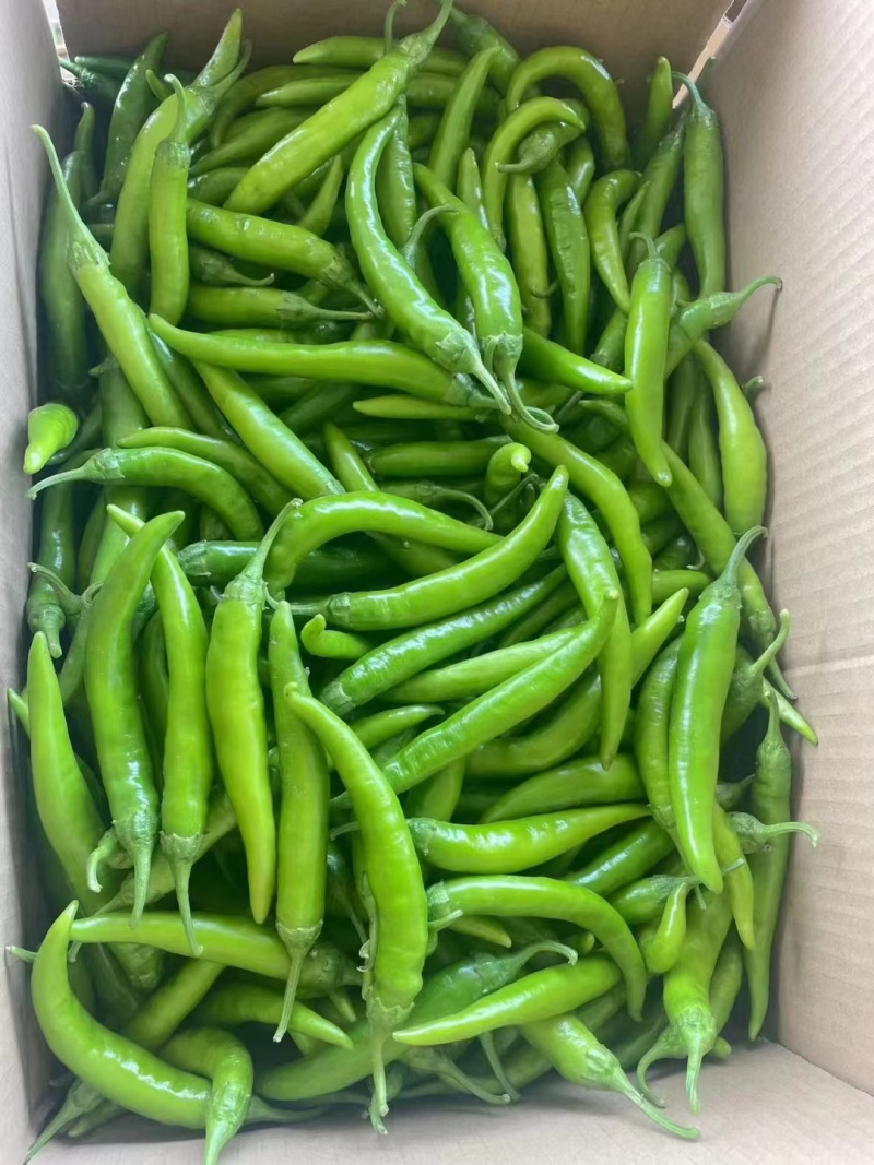精品辣椒保质保量可视频看货欢迎选购