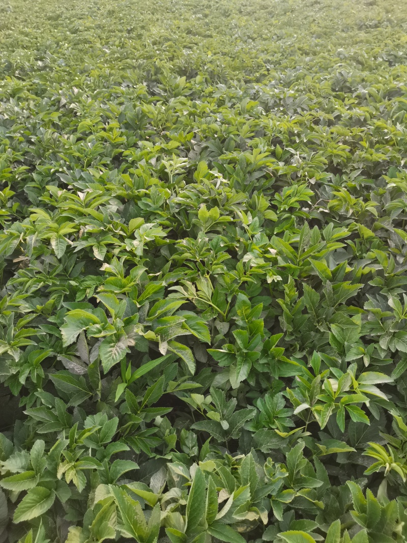 白芷籽，纯新二年生移栽白芷种子，质量纯正度百分之九十九以