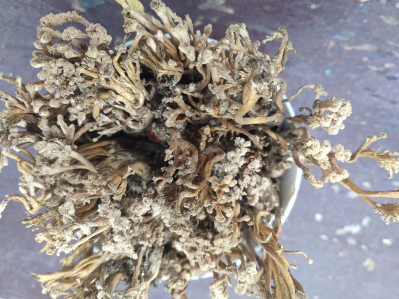 金蝉花，大别山深山竹林金蝉花，自然晒干，欢迎选购