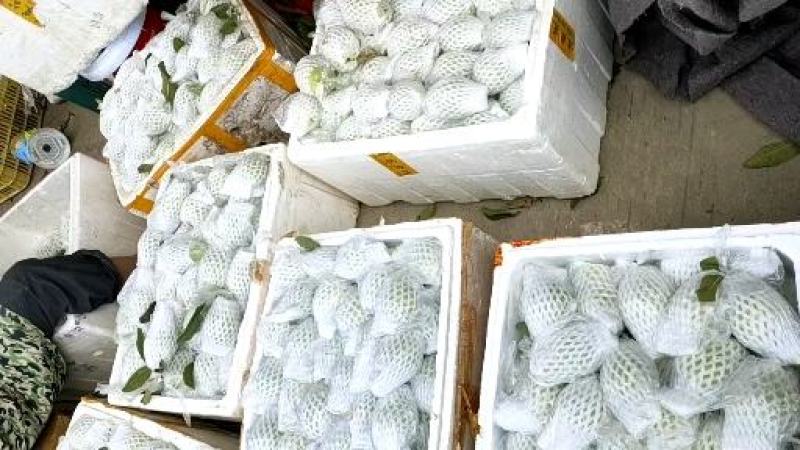 广西红心芭乐西瓜红，玉林产地直供，一手货源