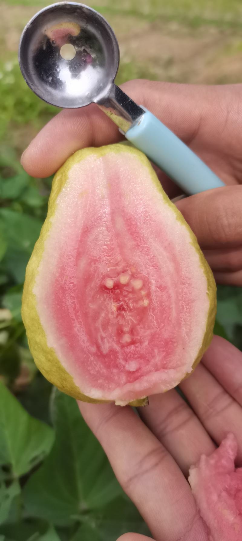 广西红心芭乐西瓜红，玉林产地直供，一手货源