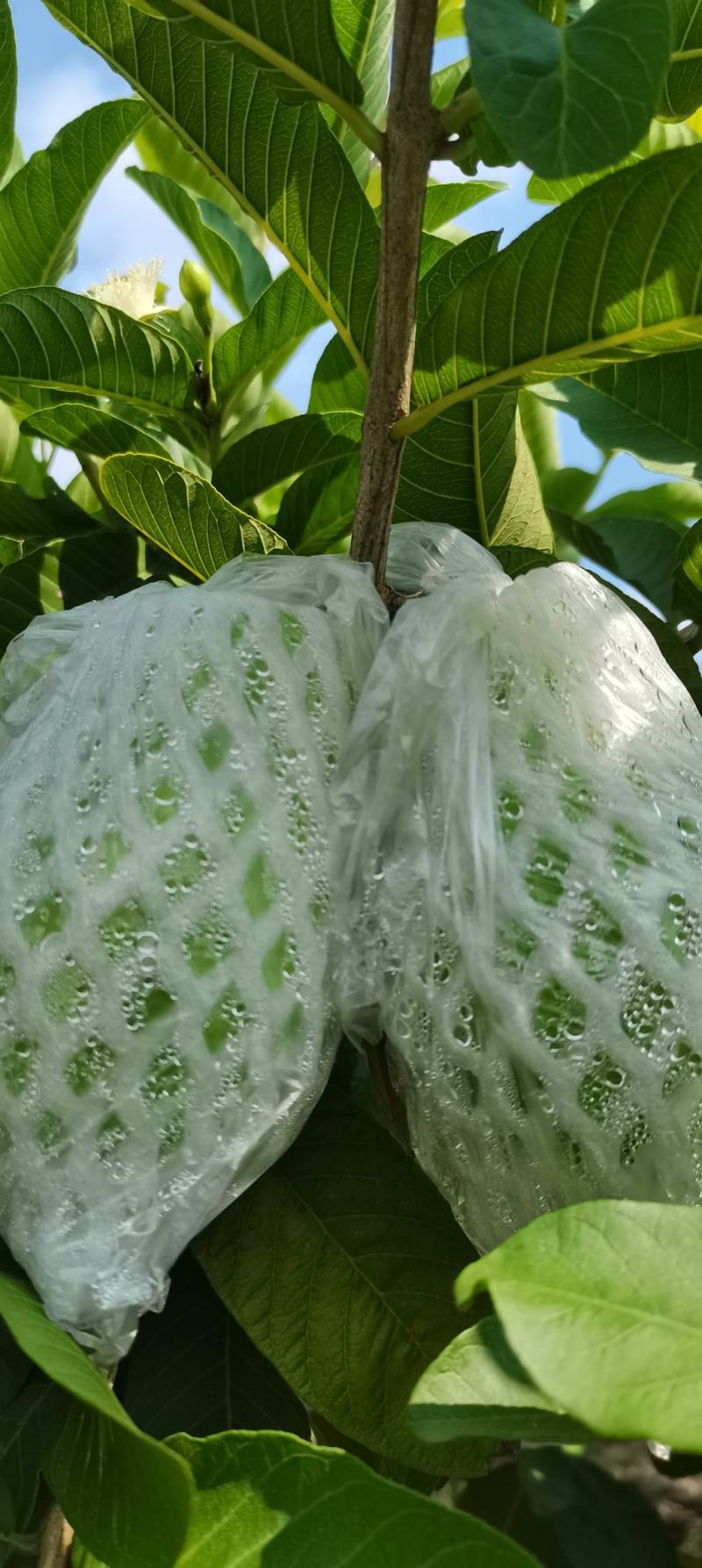 广西红心芭乐西瓜红，玉林产地直供，一手货源