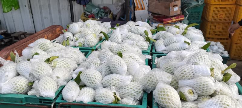 广西红心芭乐西瓜红，玉林产地直供，一手货源