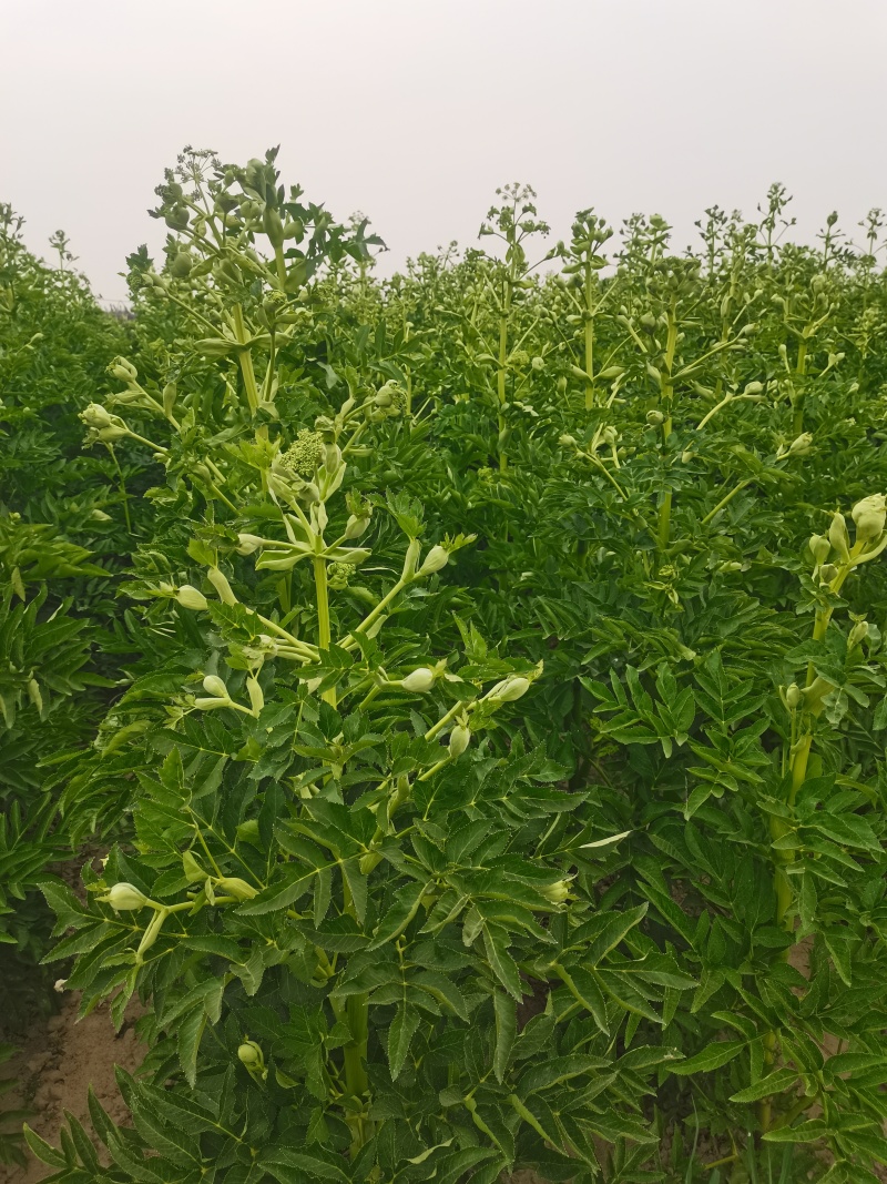 白芷籽，纯新二年生移栽白芷种子，产地直销，假一赔十