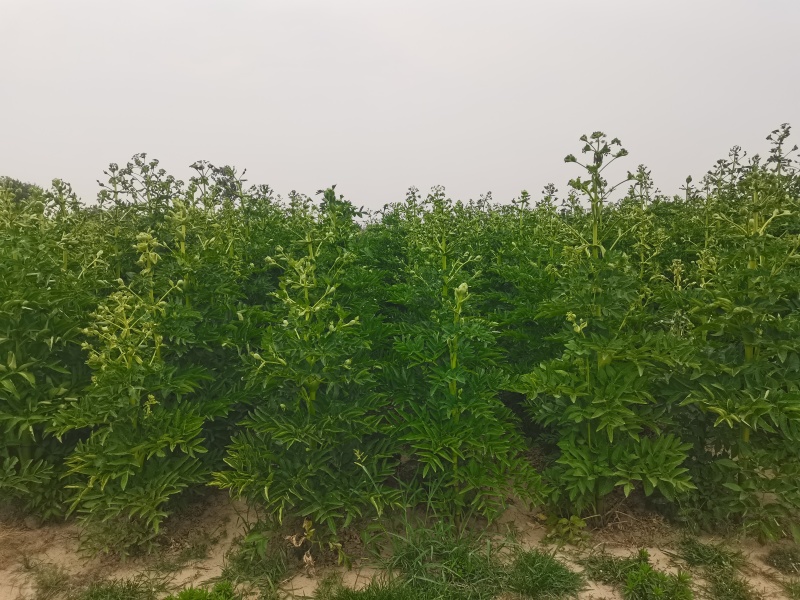 白芷籽，纯新二年生移栽白芷种子，产地直销，假一赔十