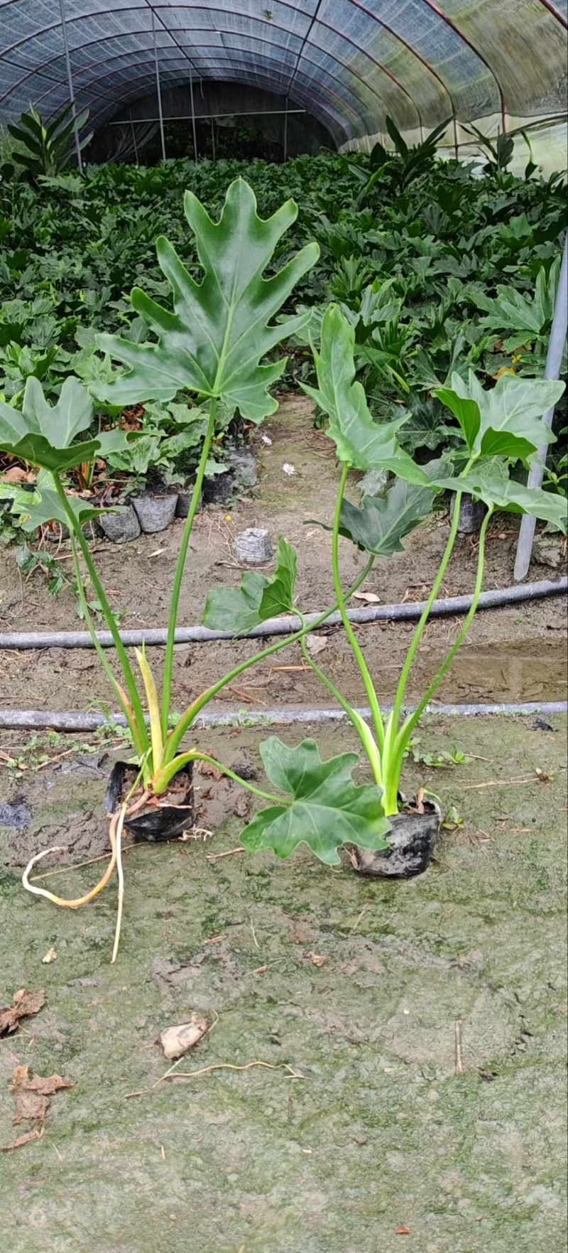 春羽小杯批发、16杯春羽、加仑盆春羽批发