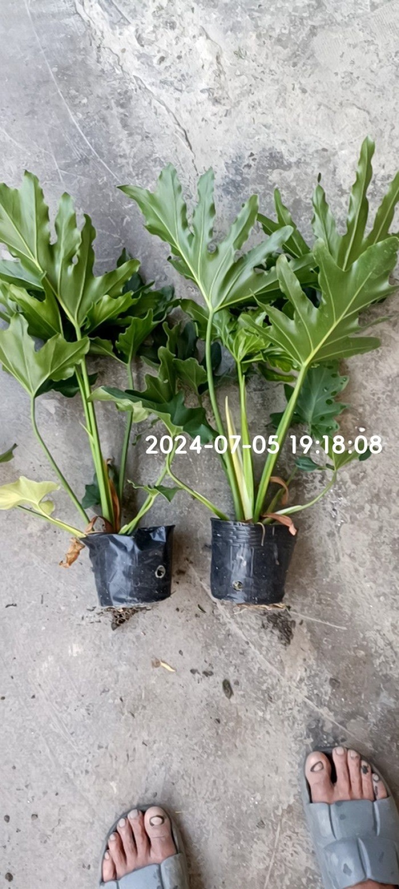 春羽小杯批发、16杯春羽、加仑盆春羽批发