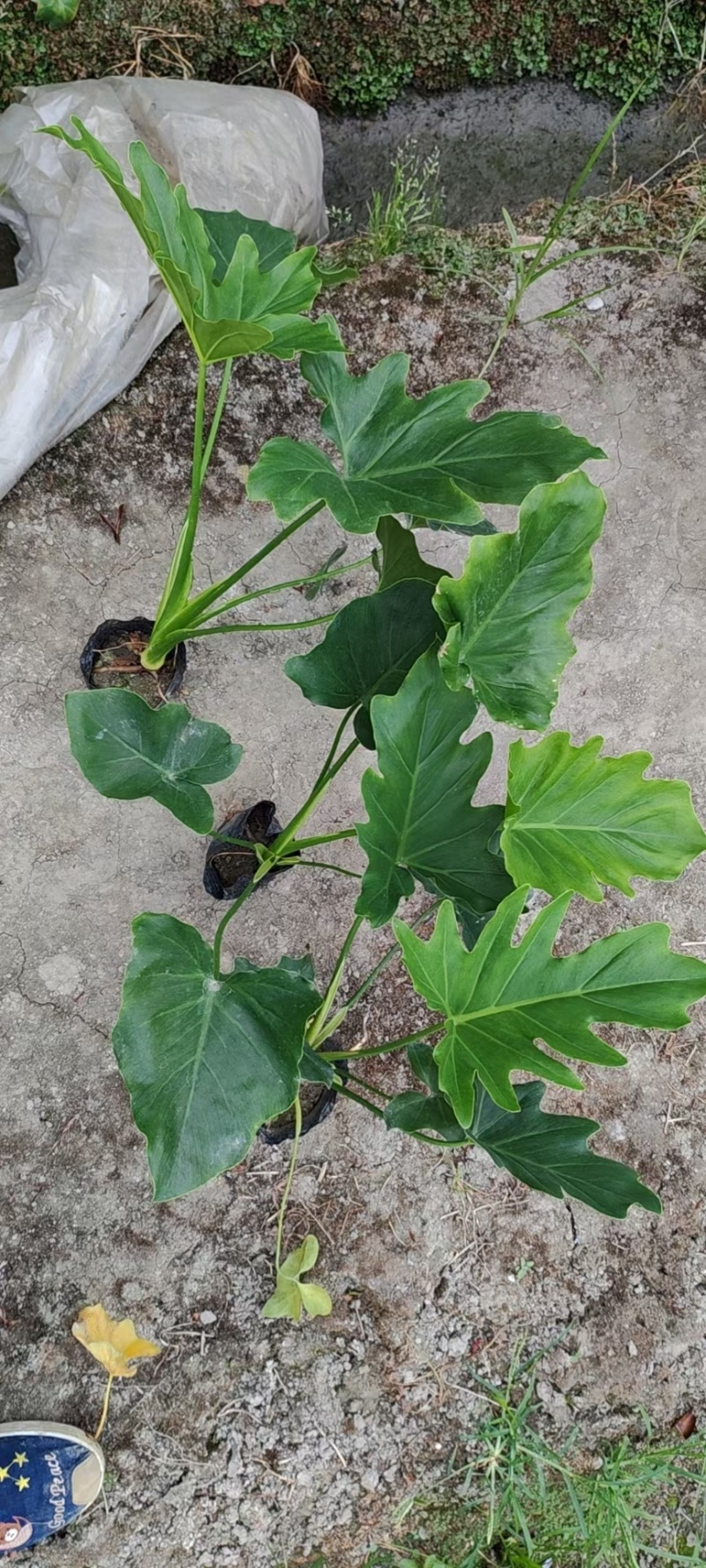春羽小杯批发、16杯春羽、加仑盆春羽批发