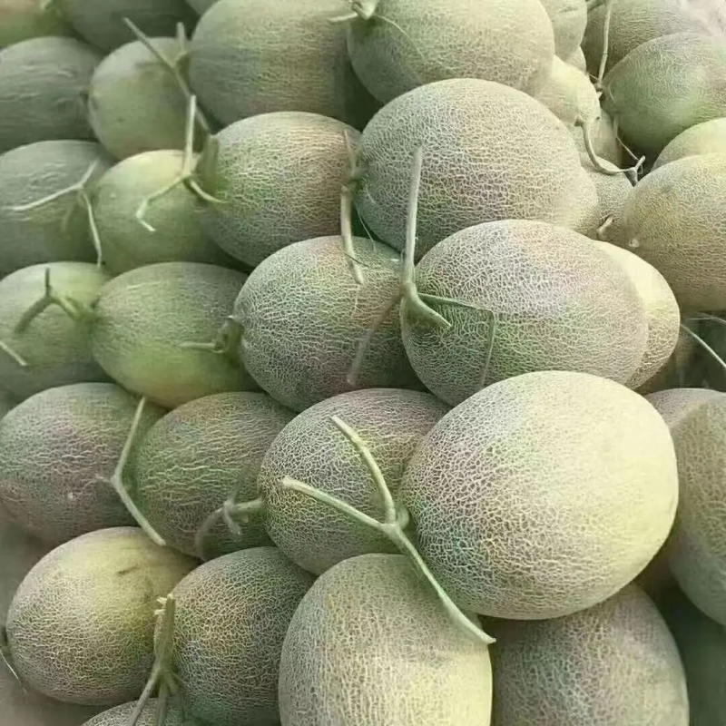 【推荐】精品西周蜜哈密瓜甜度高，价优，可看货欢迎