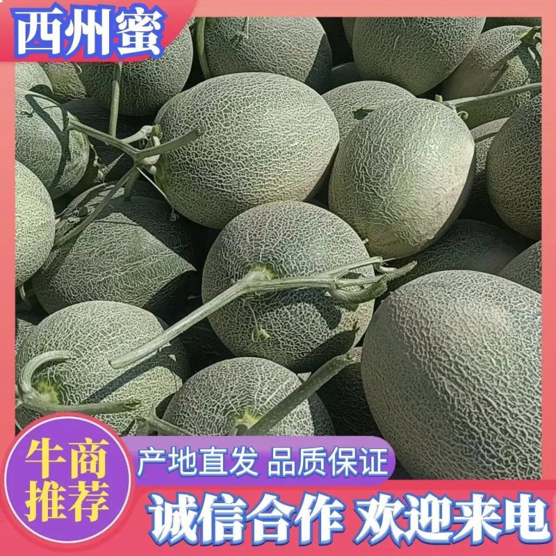【推荐】精品西周蜜哈密瓜甜度高，价优，可看货欢迎