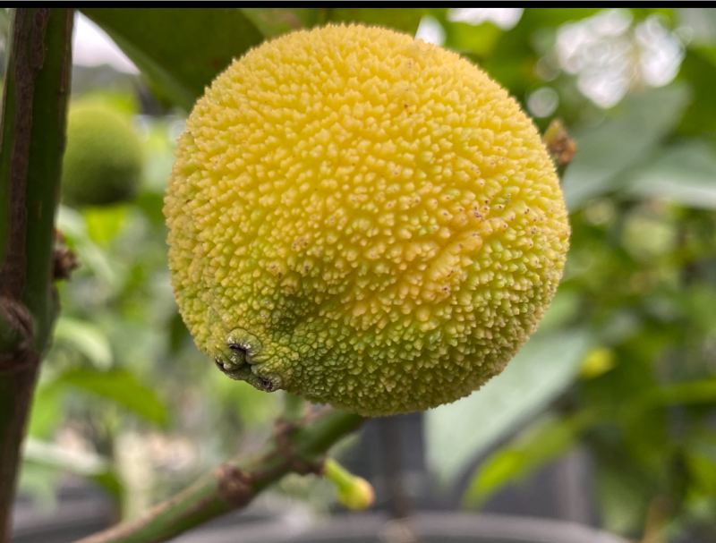 啊库蜜山竹苗，四季早生结果的，嫁接苗，种植当年结果