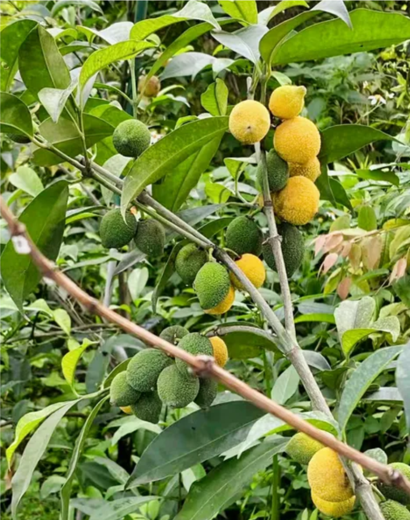 啊库蜜山竹苗，四季早生结果的，嫁接苗，种植当年结果