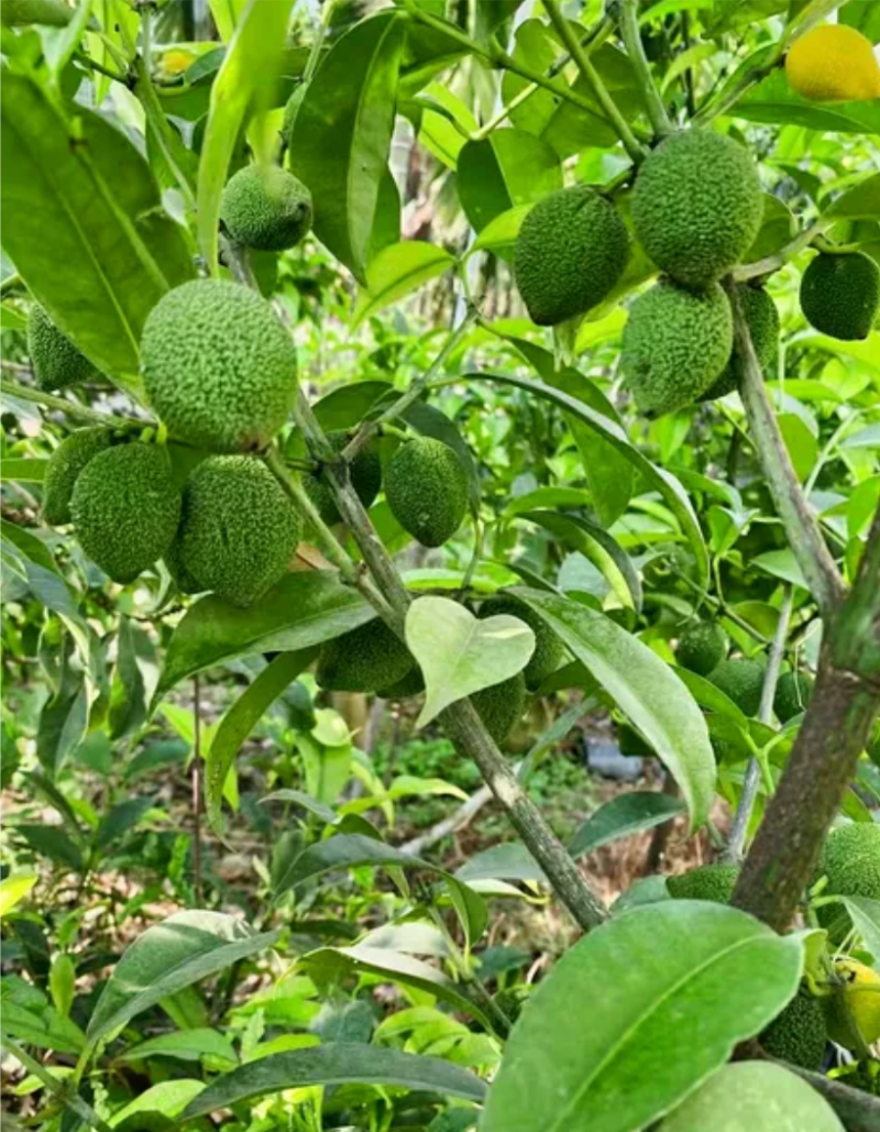 啊库蜜山竹苗，四季早生结果的，嫁接苗，种植当年结果