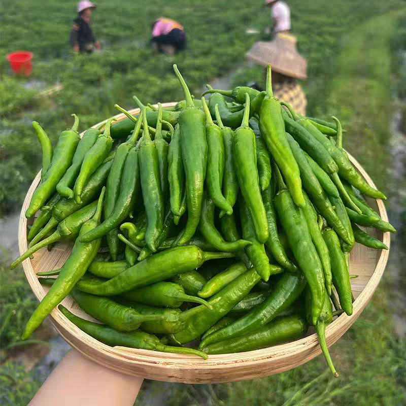 辣椒草莓椒余干椒产地一手货源，保质保量欢迎订购
