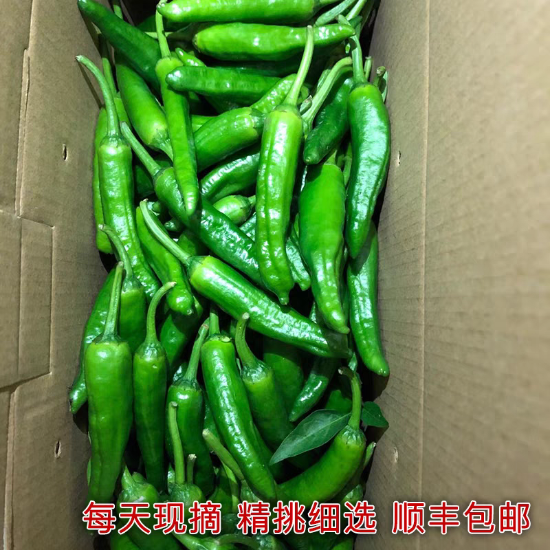 辣椒草莓椒余干椒产地一手货源，保质保量欢迎订购