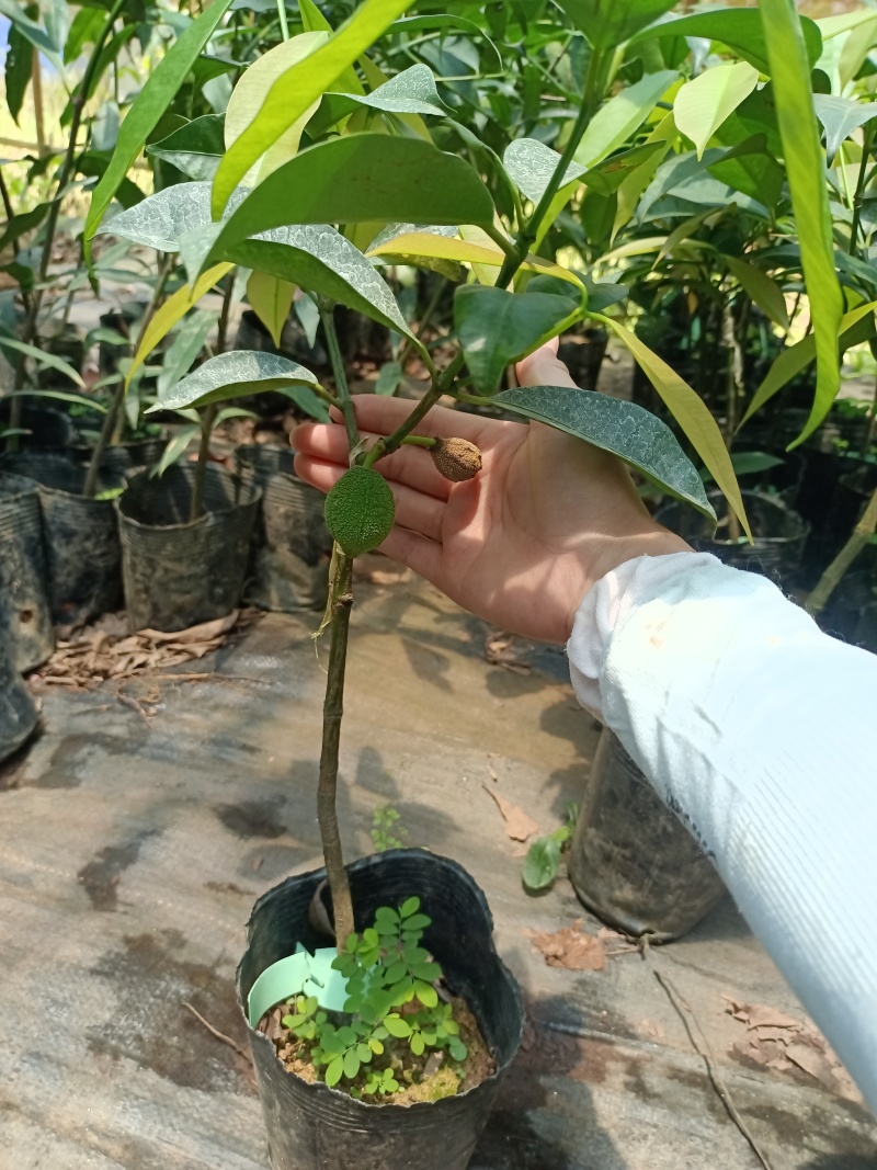 啊库蜜山竹苗，四季早生结果的，嫁接苗，种植当年结果