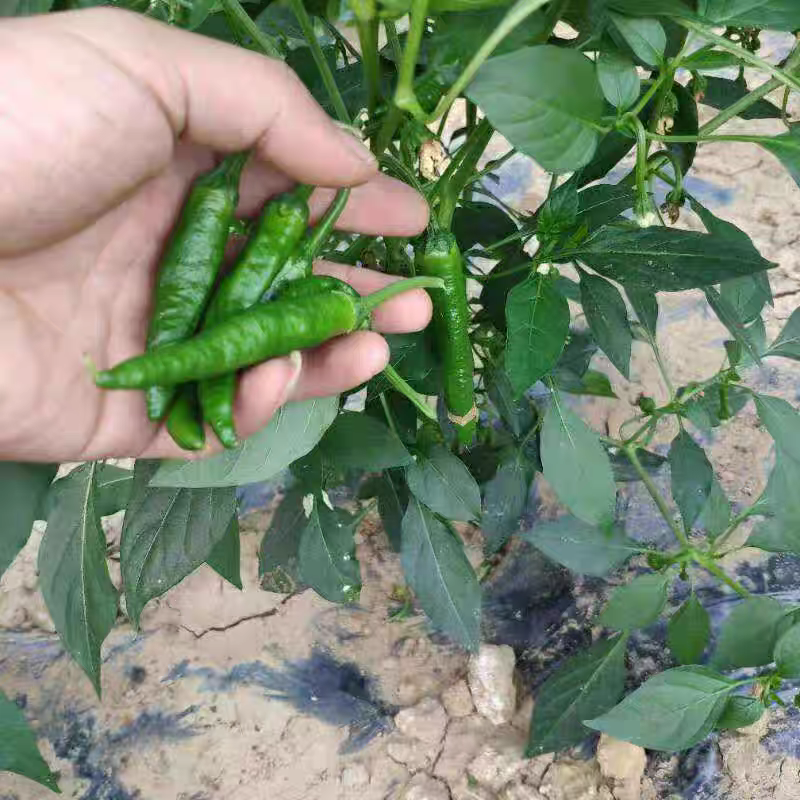 辣椒草莓椒余干椒产地一手货源，保质保量欢迎订购