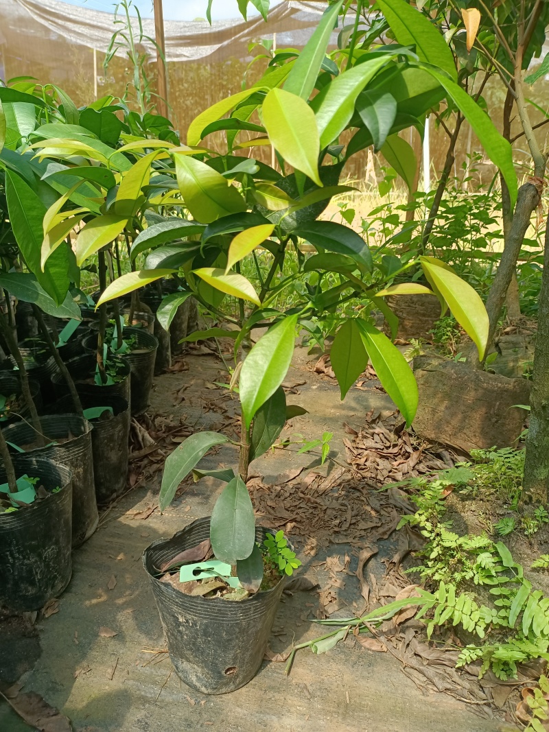 啊库蜜山竹苗，四季早生结果的，嫁接苗，种植当年结果