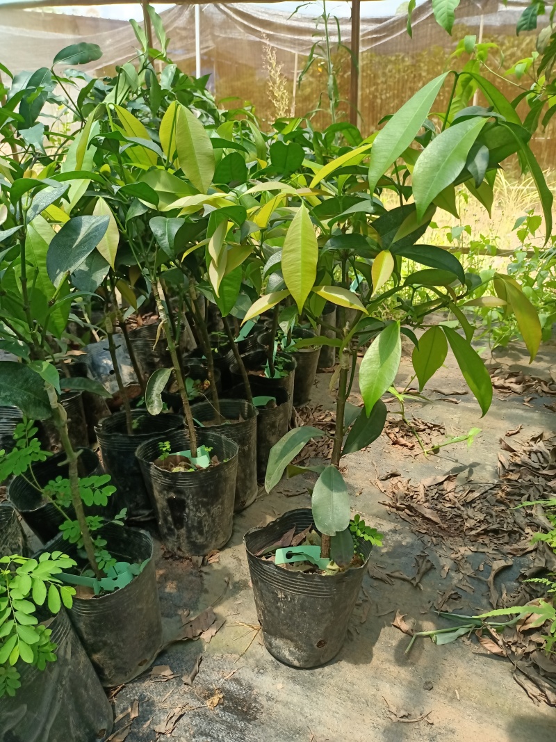 啊库蜜山竹苗，四季早生结果的，嫁接苗，种植当年结果