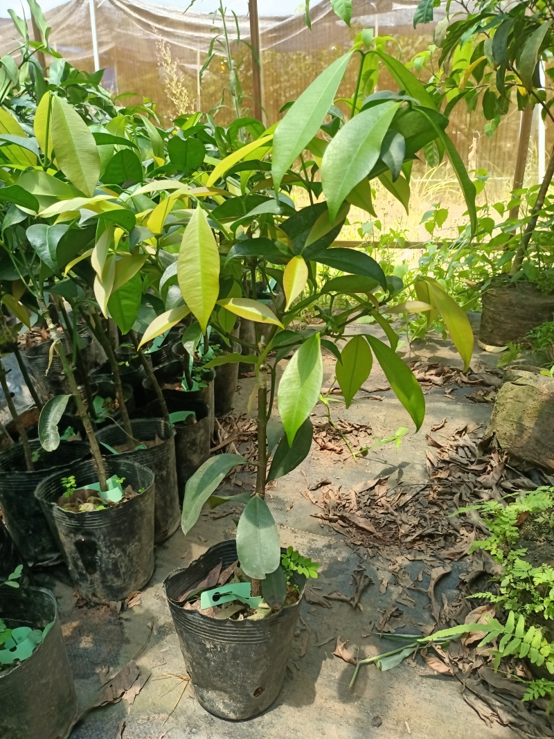 啊库蜜山竹苗，四季早生结果的，嫁接苗，种植当年结果